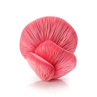 http://www.k-artjewelry.com/files/gimgs/th-221_KHA03.jpg