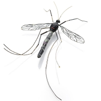 http://www.k-artjewelry.com/files/gimgs/th-57_LYJ_Cranefly.jpg